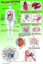 Listing image for Human Anatomy model body MAJOR ORGANS A2 laminated medical doctor biology poster