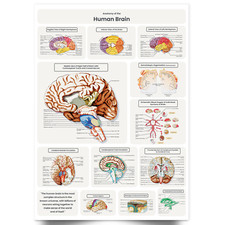 Listing image for Human Brain Anatomy Poster Medical Doctor Anatomical Educational Poster A5-A1