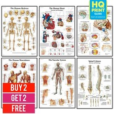 Listing image for HUMAN ANATOMY EDUCATIONAL STUDENT MEDICAL LIFE POSTER PRINTS | A4 A3